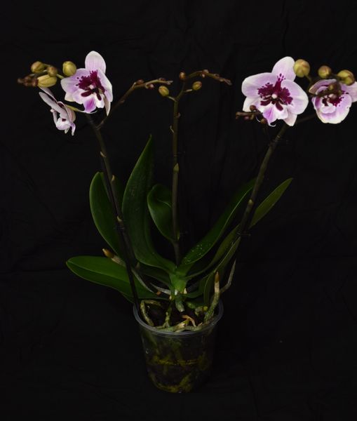 Phalaenopsis BIG LIP "2021"