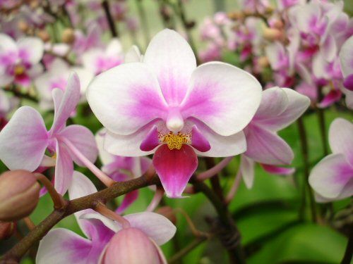 Phalaenopsis ABUNDANCE