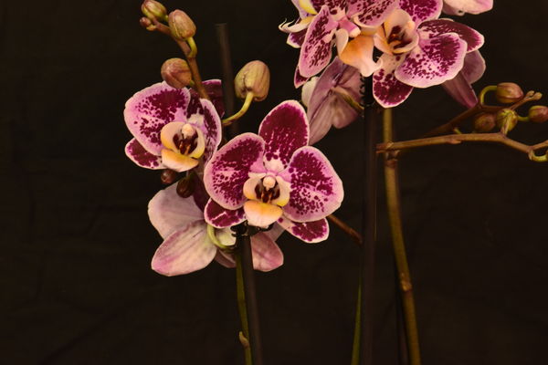 Phalaenopsis "Sweety"