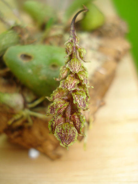 Bulbophyllum bisetum