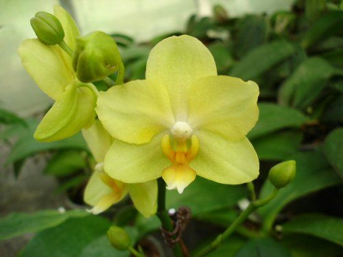 Phalaenopsis ANTHURA GOLD