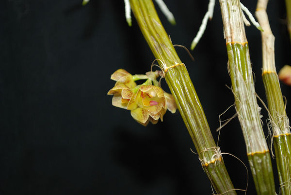 Dendrobium bicameratum