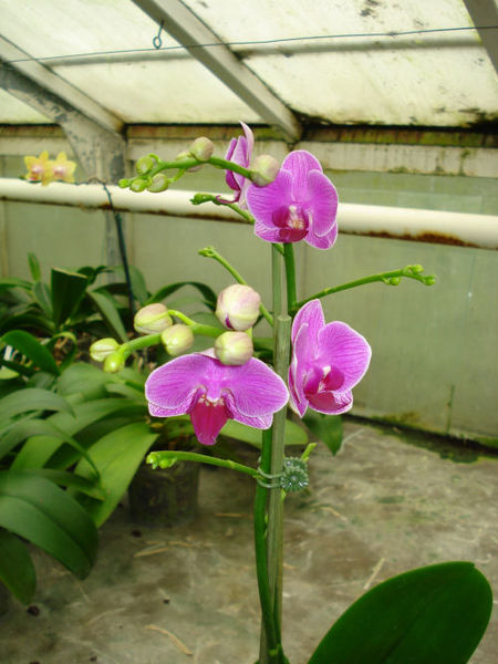 Phalaenopsis SOGO ALICE
