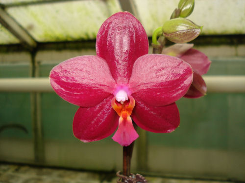 Phalaenopsis SOGO ROSE