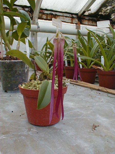 Bulbophyllum plumatum