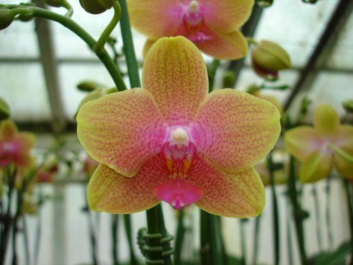 Phalaenopsis MAGICAL