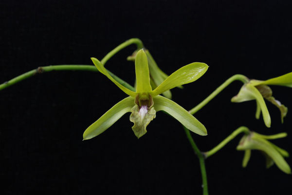 Dendrobium mirbelianum