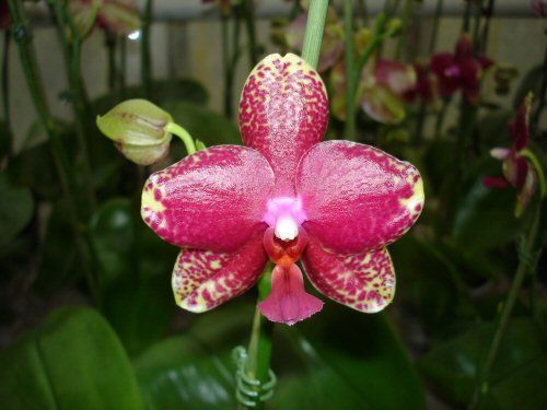 Phalaenopsis SOGO COCK