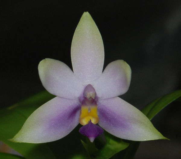 Phalaenopsis violacea &