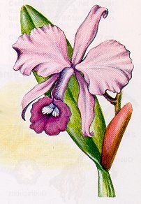 Cattleya lawrenceana