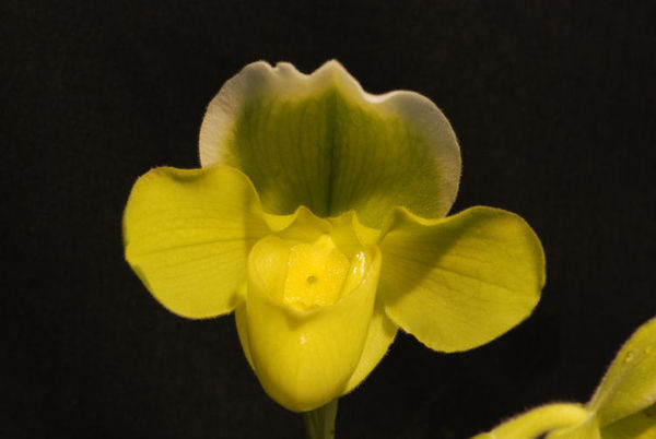 Paphiopedilum hybrid (yellow)