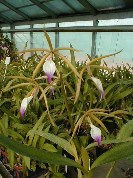 Epidendrum brassavola