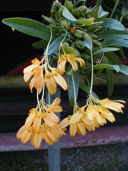 Bulbophyllum macroleum