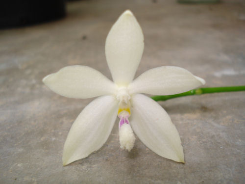 Phalaenopsis tetraspis &