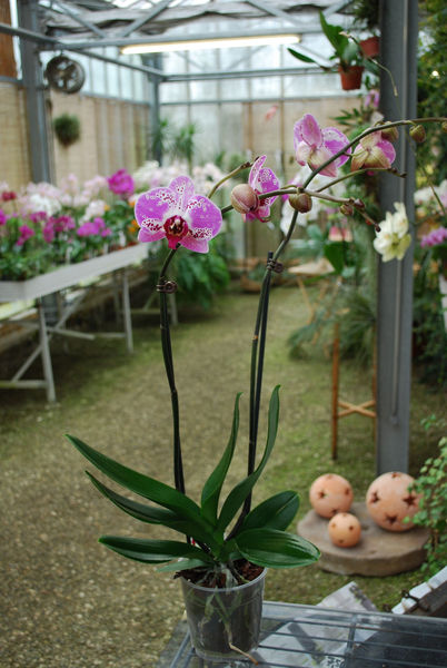 Phalaenopsis ELEGANT YENTLE