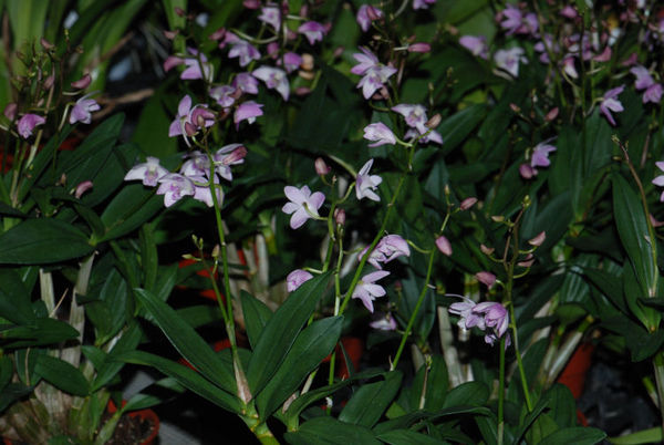 Dendrobium kingianum &