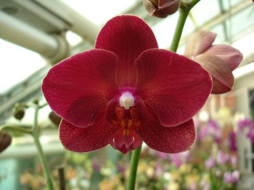 Phalaenopsis I-HSIN RED ROSE