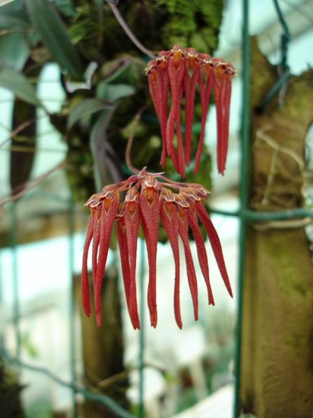 Bulbophyllum lepidum