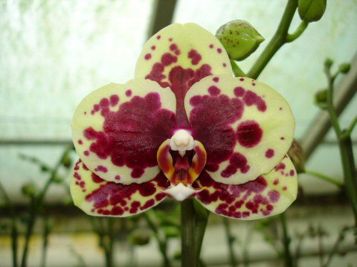 Phalaenopsis HAUR JIN PRINCESS