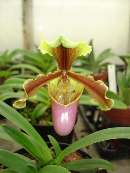 Paphiopedilum herrmannii