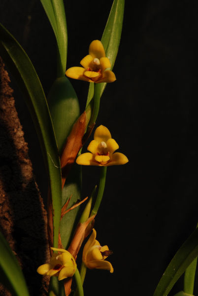 Maxillaria variabilis &