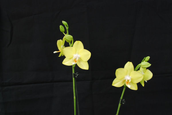 Phalaenopsis DANIELA