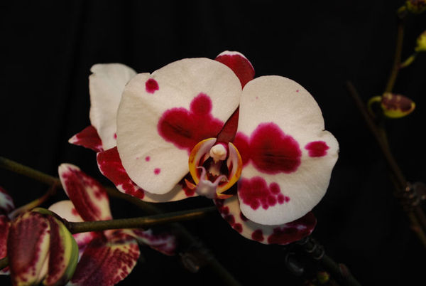 Phalaenopsis TARA
