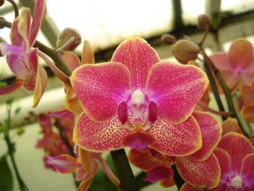 Phalaenopsis SOGO SUPER