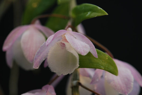 Dendrobium (pierardii X loddigesii) x loddigesii