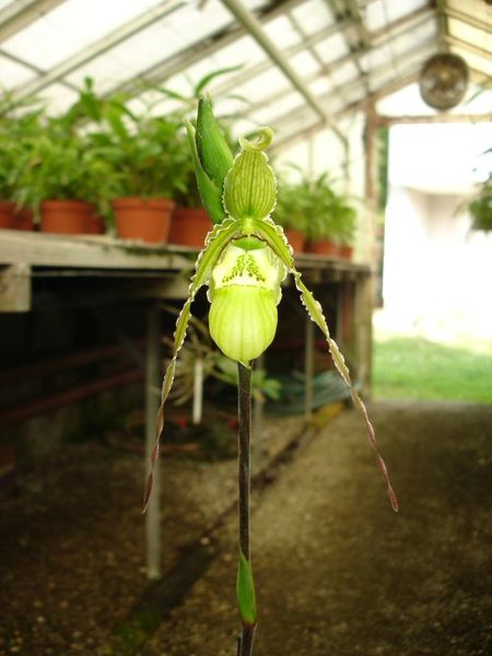 Phragmipedium boisserianum X pearcei