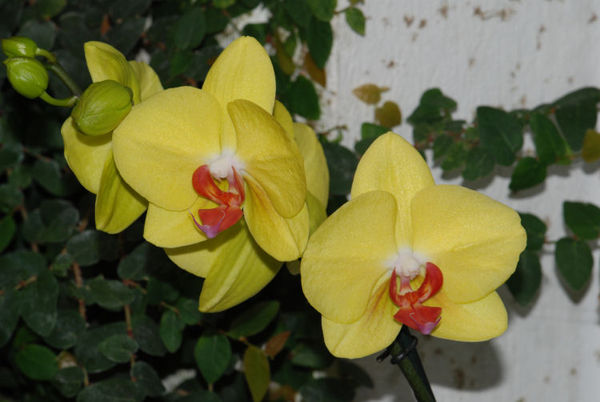 Phalaenopsis FULLER&