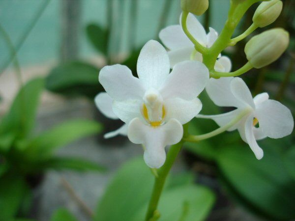 Doritaenopsis PURPLE GEM &