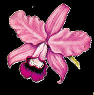 Cattleya bowringiana