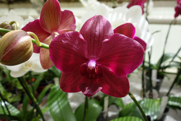 Phalaenopsis INDIANA