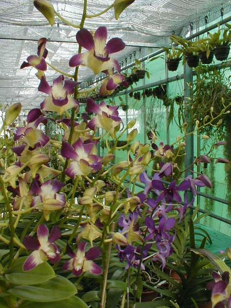 Dendrobium phalaenopsis Hybride