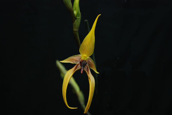 Bulbophyllum carunculatum X sulawesii