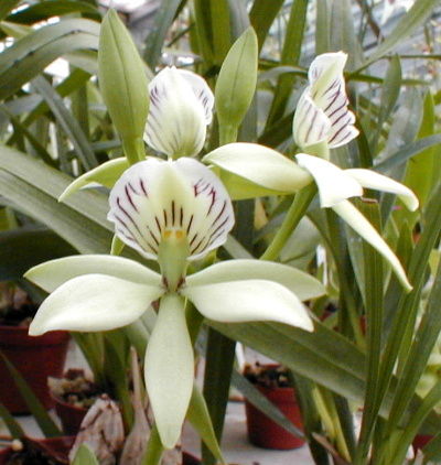 Epidendrum radiatum