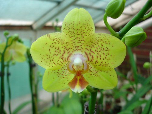 Phalaenopsis SOGO LISA