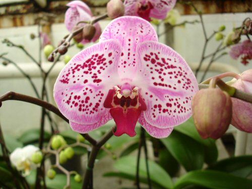 Phalaenopsis ELEGANT BEAUTY