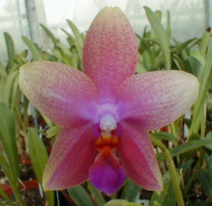 Phalaenopsis SWEET MEMORY &