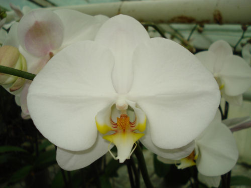 Phalaenopsis SOGO YUKIDIAN