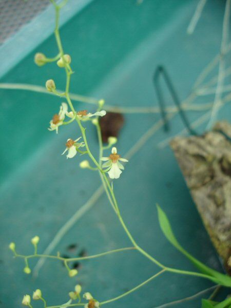 Oncidium raniferum