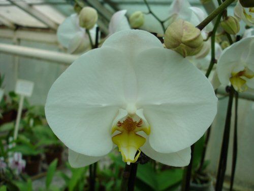 Phalaenopsis hybrid (large-flowered, white)