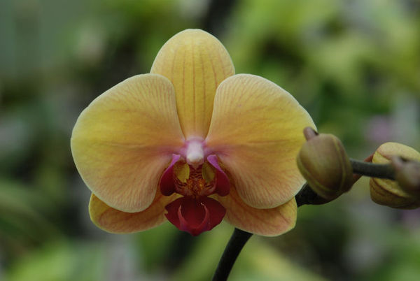 Phalaenopsis GOLDEN BEAUTY