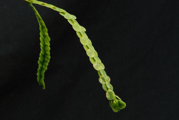 Lycopodium numularifolia