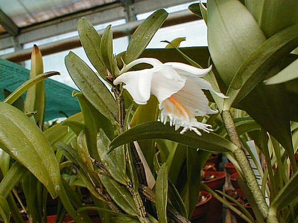 Dendrobium longicornu