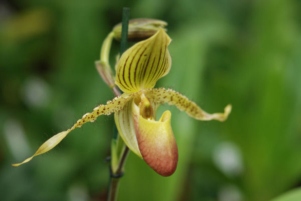 Paphiopedilum PRIMECHILD