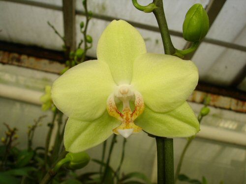 Phalaenopsis BROTHER PICO BAHAMA
