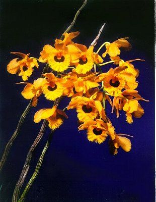Dendrobium fimbriatum &