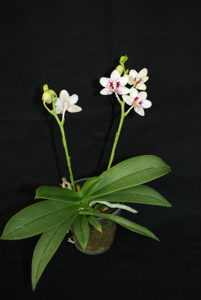 Phalaenopsis SOGO CHABSTICK